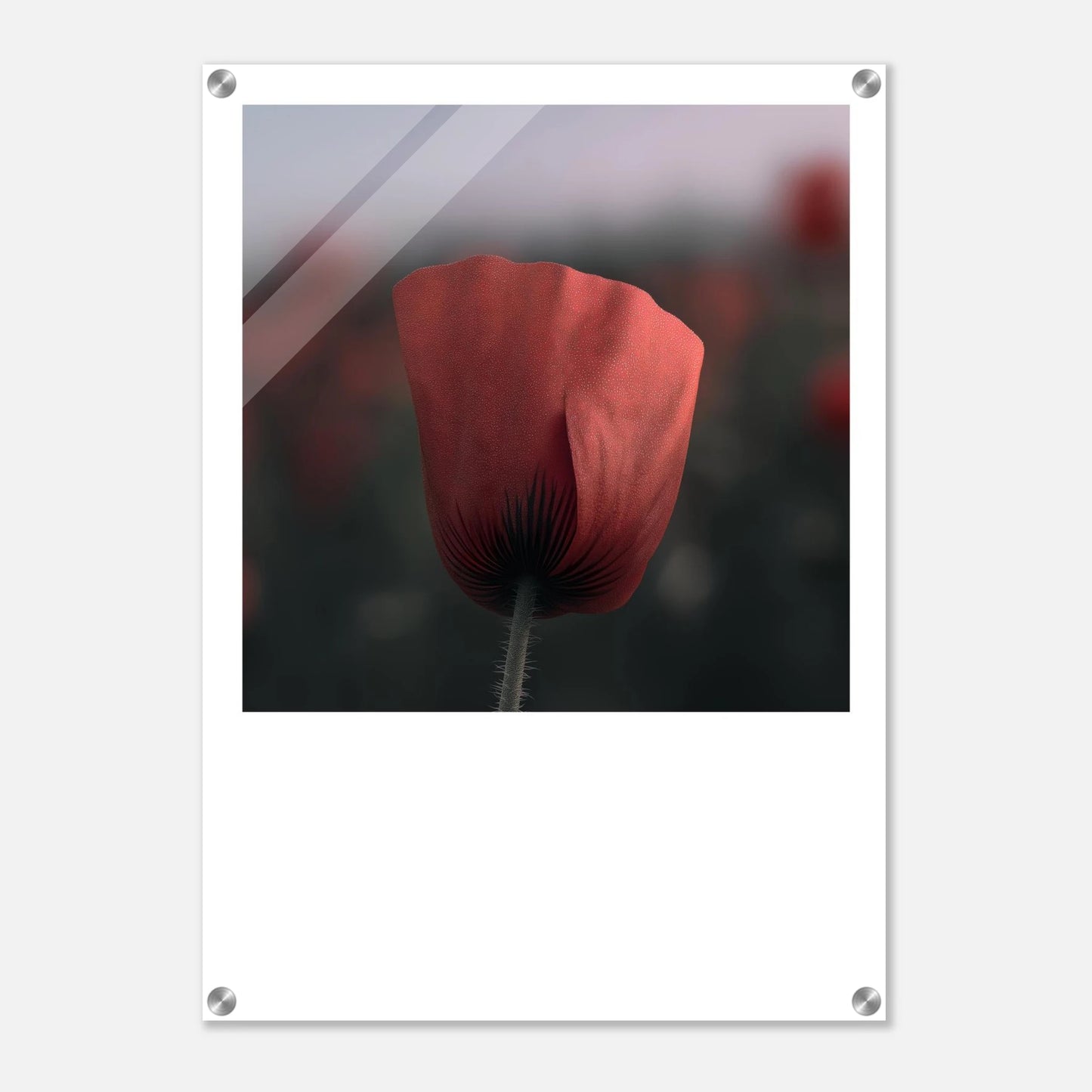 d665229c-56f1-450f-9eb4-3aa698d99c44